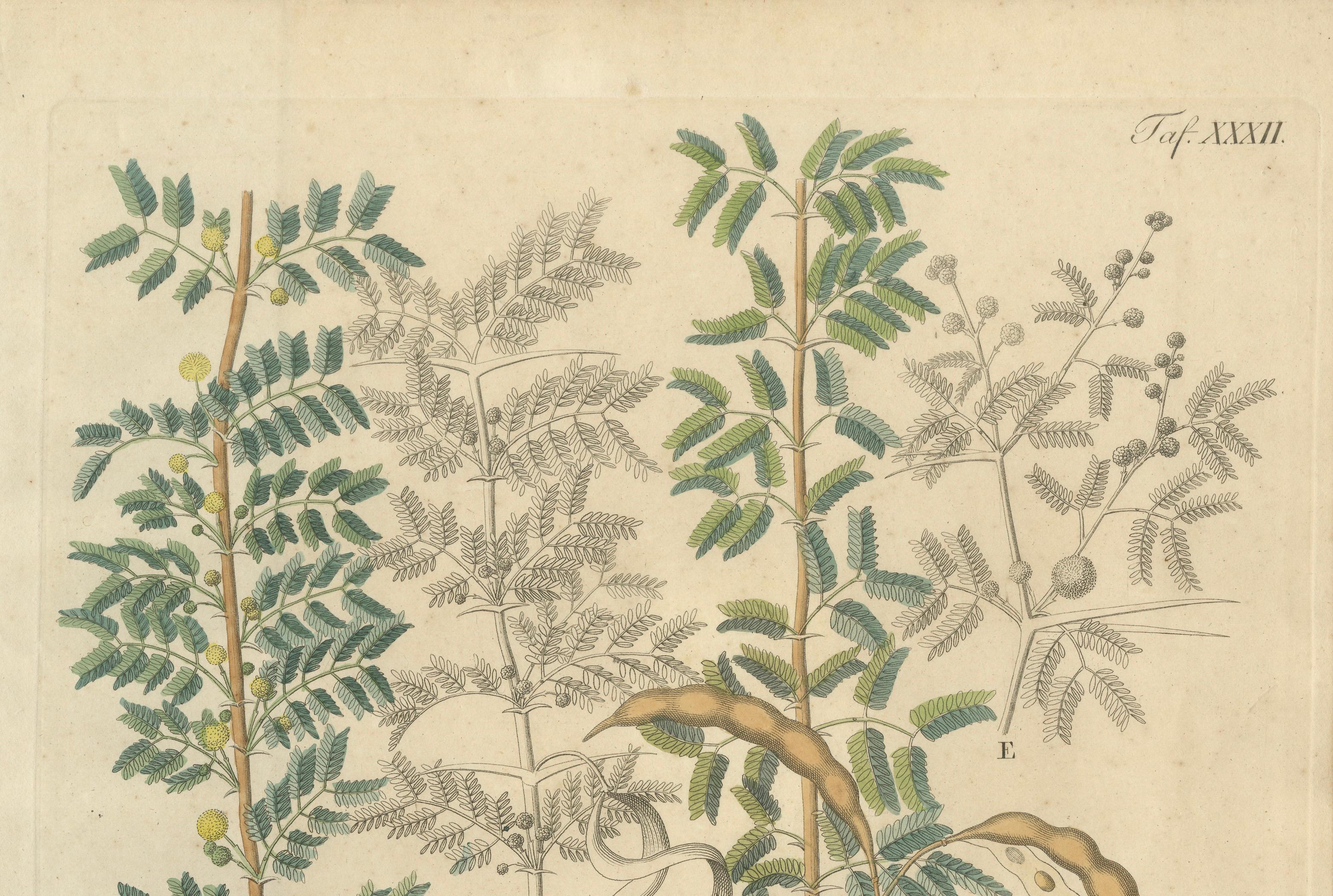Antique Gum Arabic Botanical Print, Acacia Tortilis & Acacia Seyal, c.1831