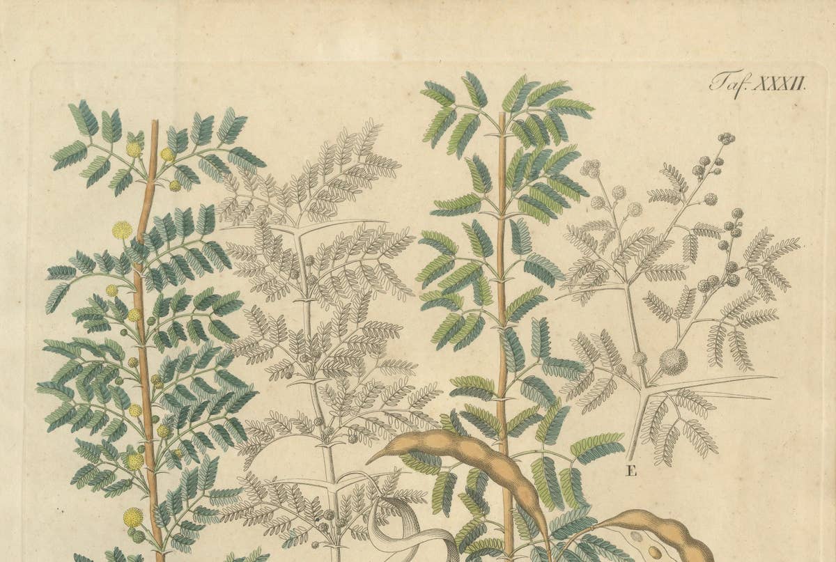 Antique Gum Arabic Botanical Print, Acacia Tortilis & Acacia Seyal, c.1831