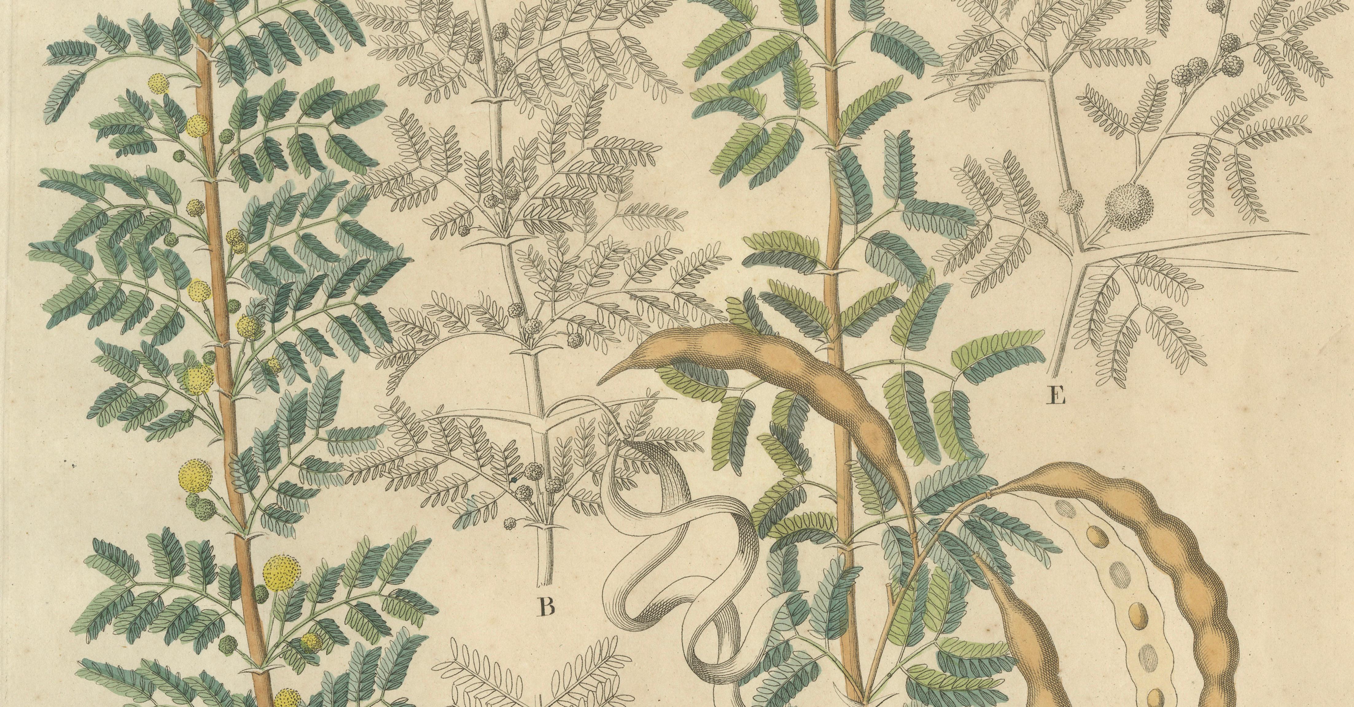 Antique Gum Arabic Botanical Print, Acacia Tortilis & Acacia Seyal, c.1831