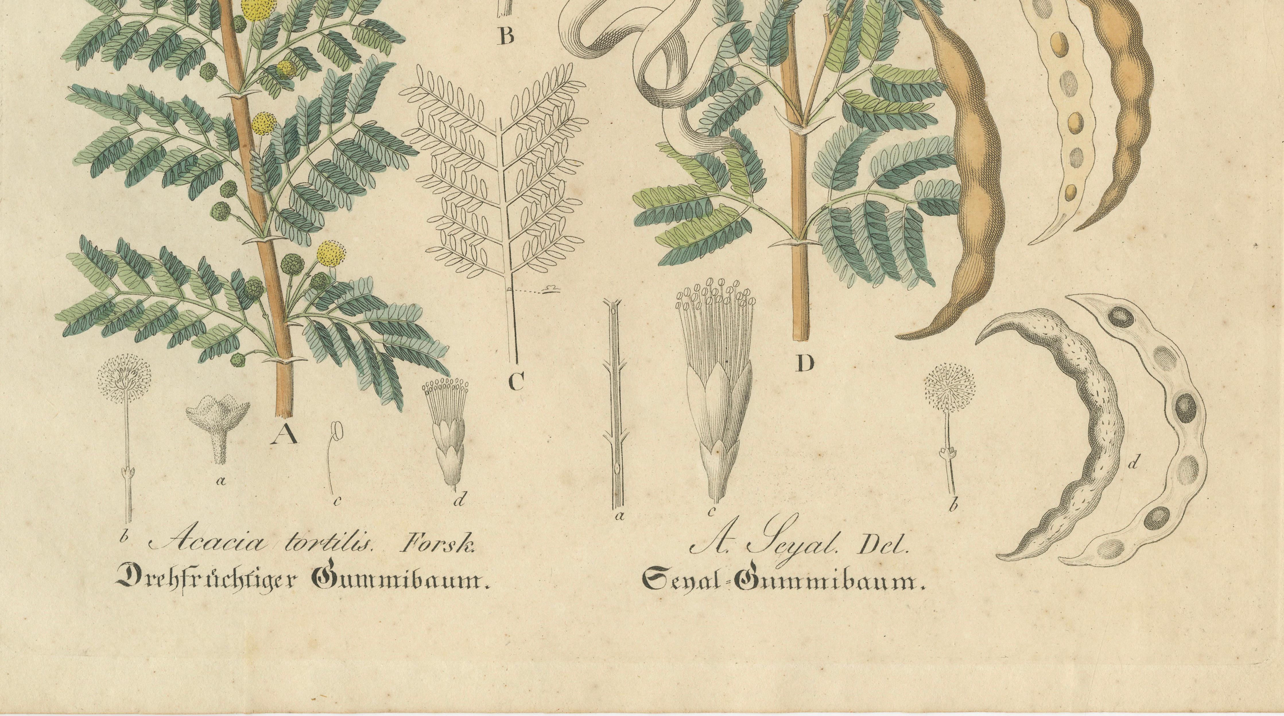 Antique Gum Arabic Botanical Print, Acacia Tortilis & Acacia Seyal, c.1831