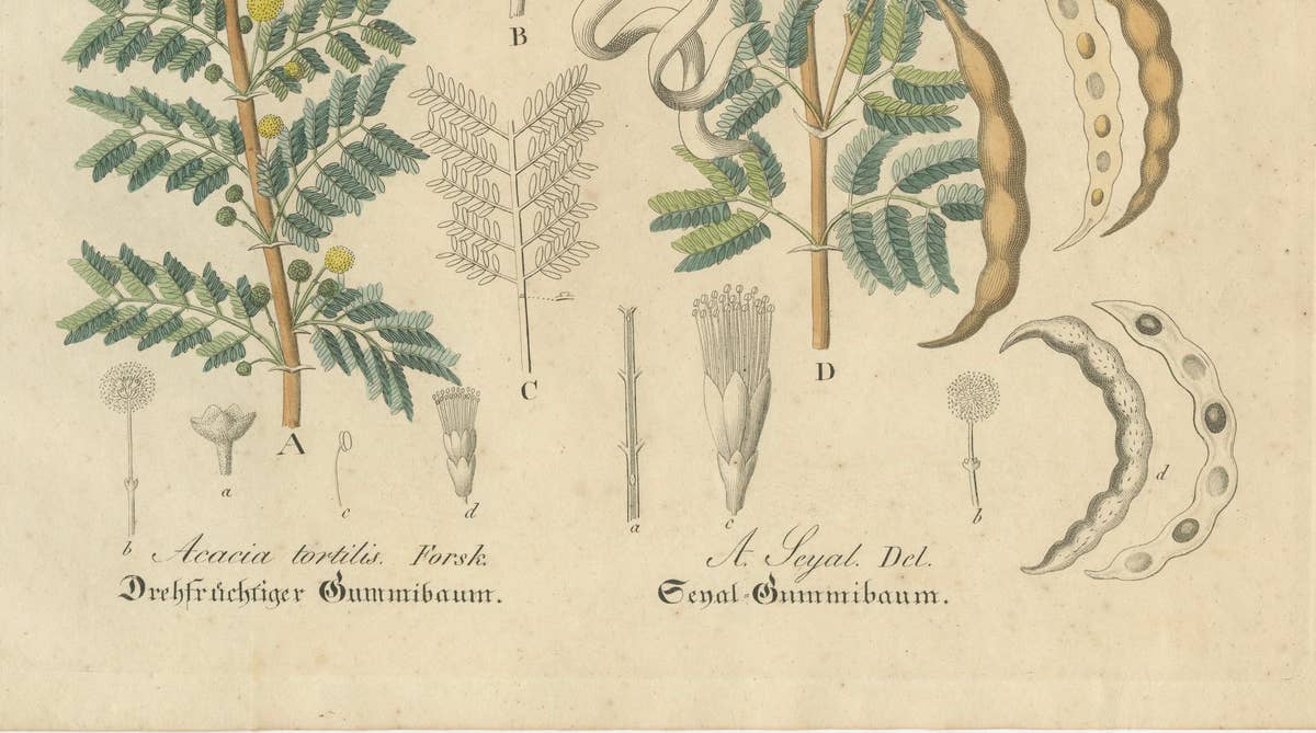 Antique Gum Arabic Botanical Print, Acacia Tortilis & Acacia Seyal, c.1831