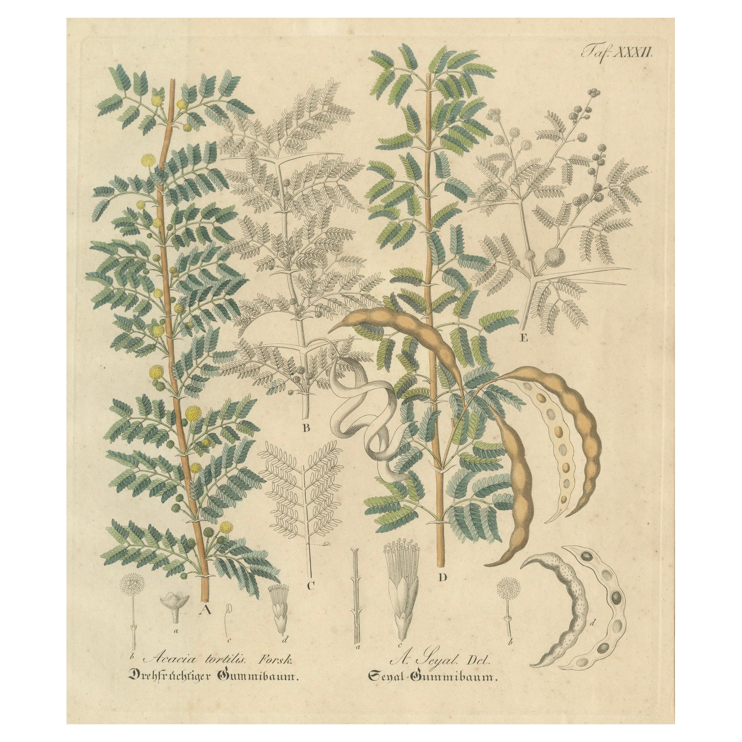 Antique Gum Arabic Botanical Print, Acacia Tortilis 
Acacia Seyal, c.1831