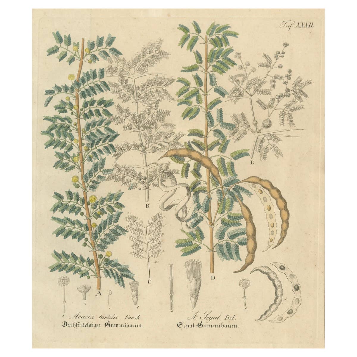 Antique Gum Arabic Botanical Print, Acacia Tortilis & Acacia Seyal, c.1831