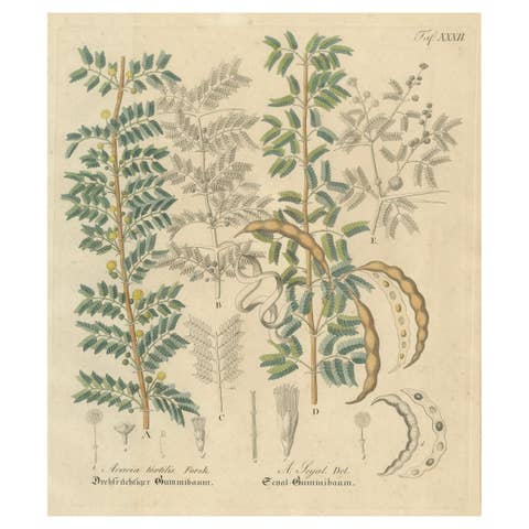 Antique Gum Arabic Botanical Print, Acacia Tortilis & Acacia Seyal, c.1831