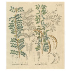 Antique Gum Arabic Botanical Print, Acacia Tortilis 
Acacia Seyal, c.1831
