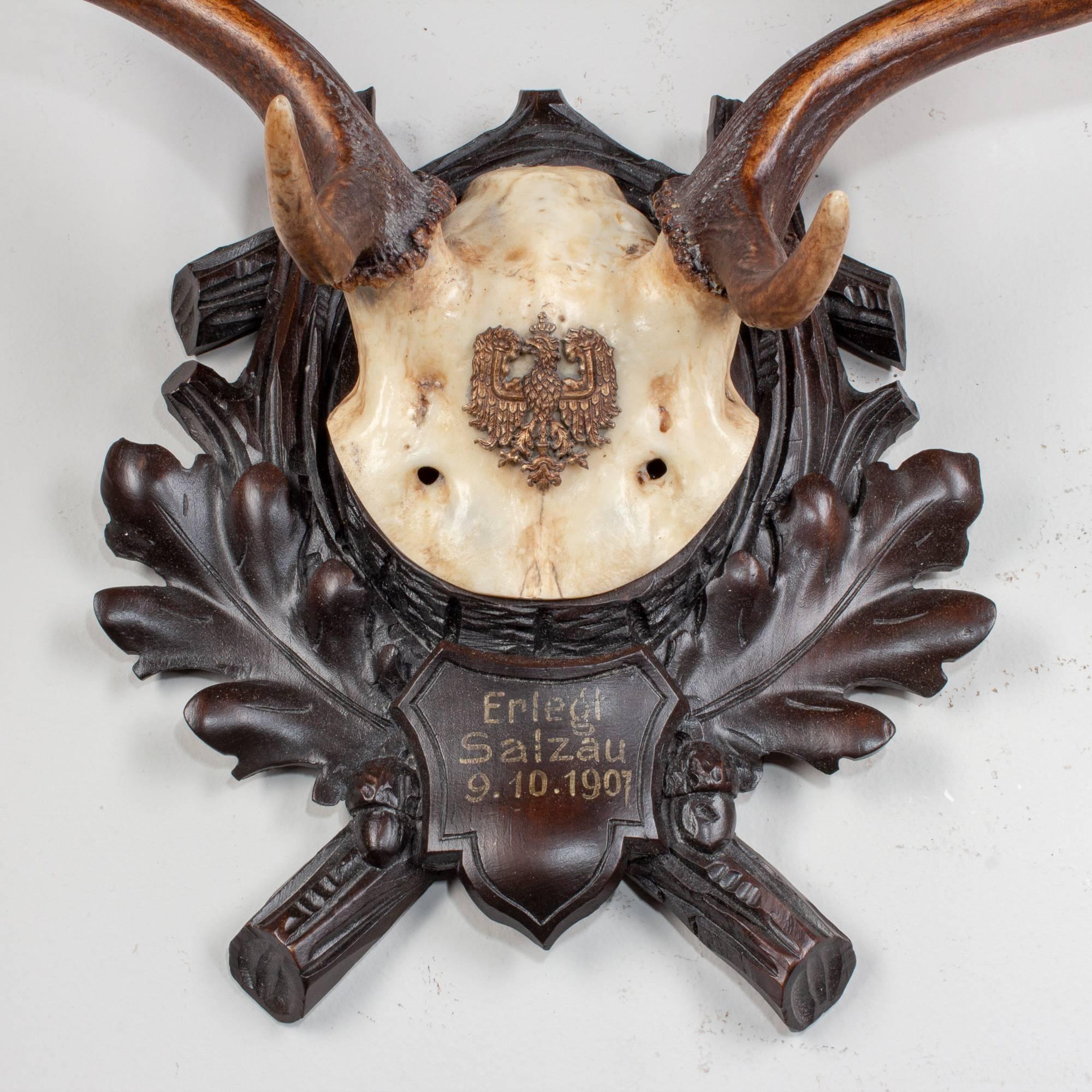 Antique Habsburg Fallow Deer Trophy of Emperor Franz Josef from Eckartsau Castle 5