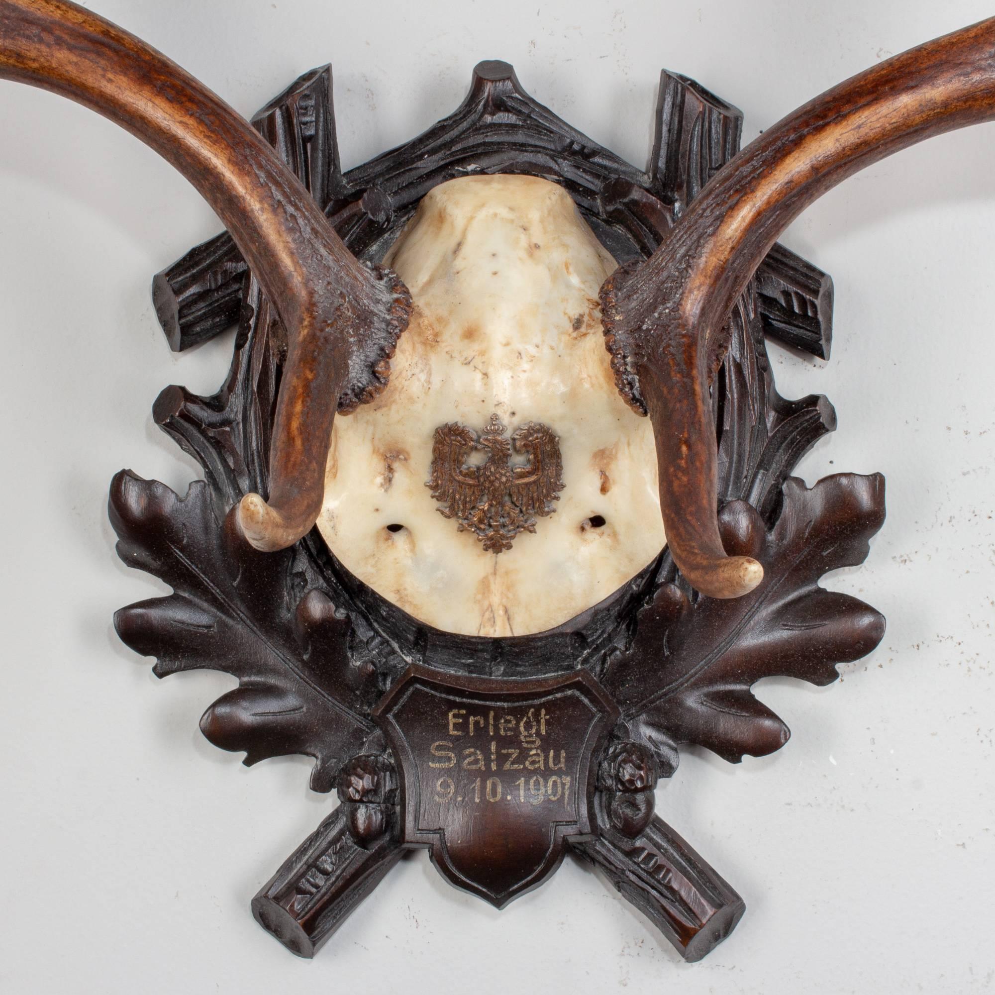 Early 20th century Austrian fallow deer trophy on original Black Forest carved plaque that hung in Emperor Franz Josef's castle at Eckartsau in the Southern Austrian Alps. Eckartsau was a favorite hunting schloss of the Habsburg family. The plaque