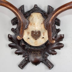 Antique Habsburg Fallow Deer Trophy of Emperor Franz Josef from Eckartsau Castle