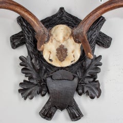 Antique Habsburg Fallow Deer Trophy of Emperor Franz Josef from Eckartsau Castle