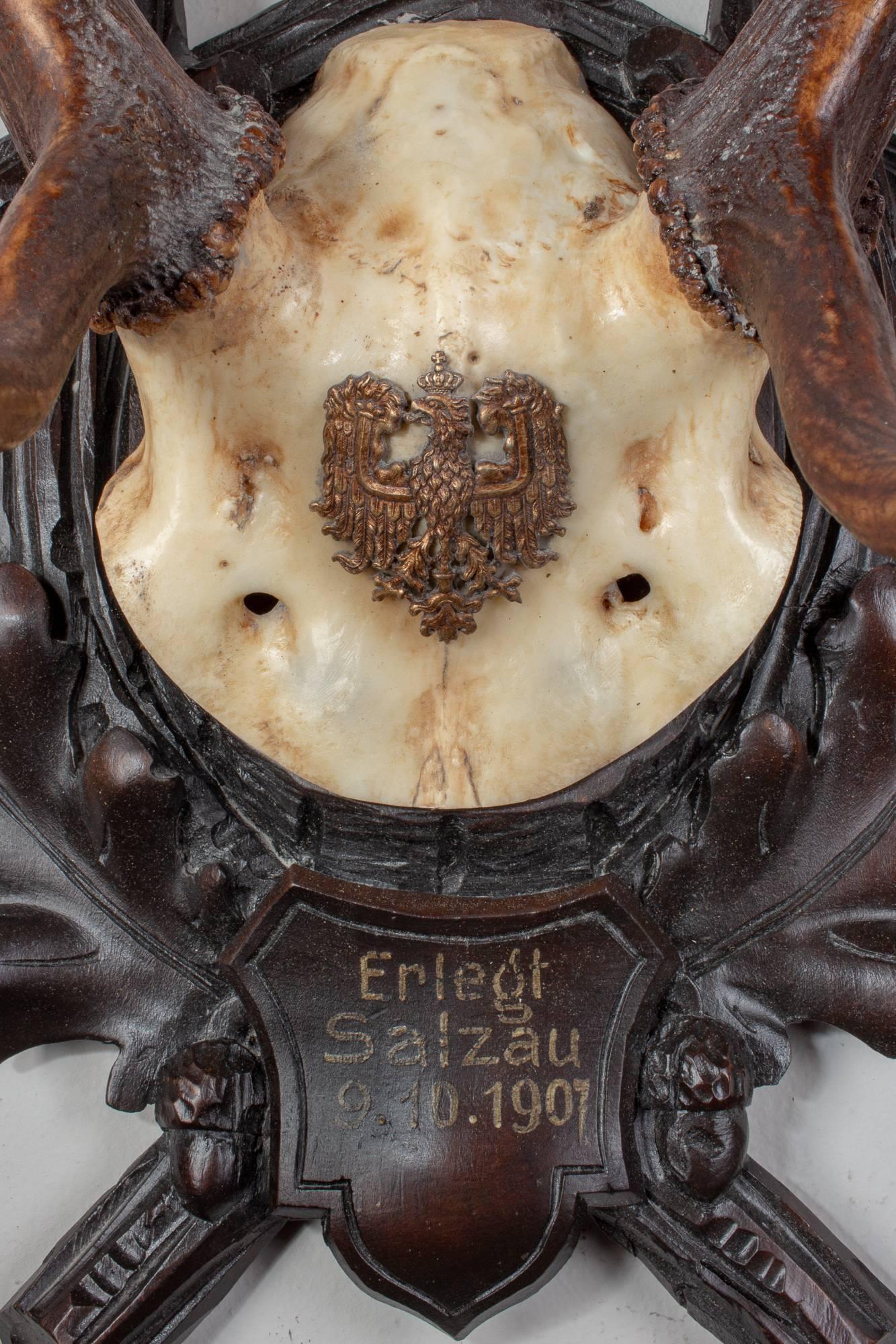 Black Forest Antique Habsburg Fallow Deer Trophy of Emperor Franz Josef from Eckartsau Castle