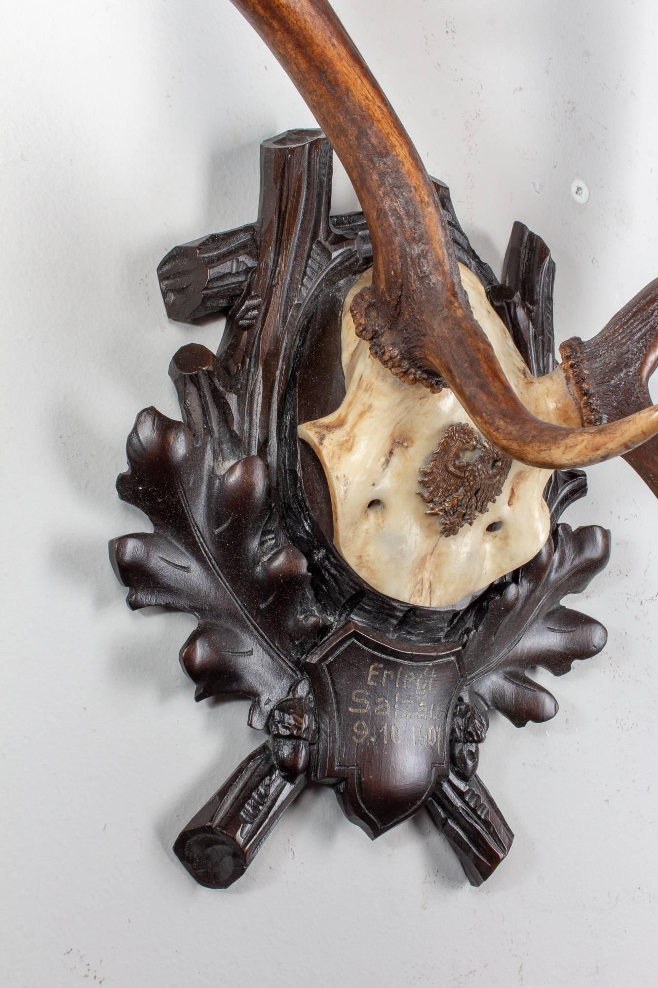 Wood Antique Habsburg Fallow Deer Trophy of Emperor Franz Josef from Eckartsau Castle