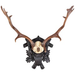 Antique Habsburg Fallow Deer Trophy of Emperor Franz Josef from Eckartsau Castle