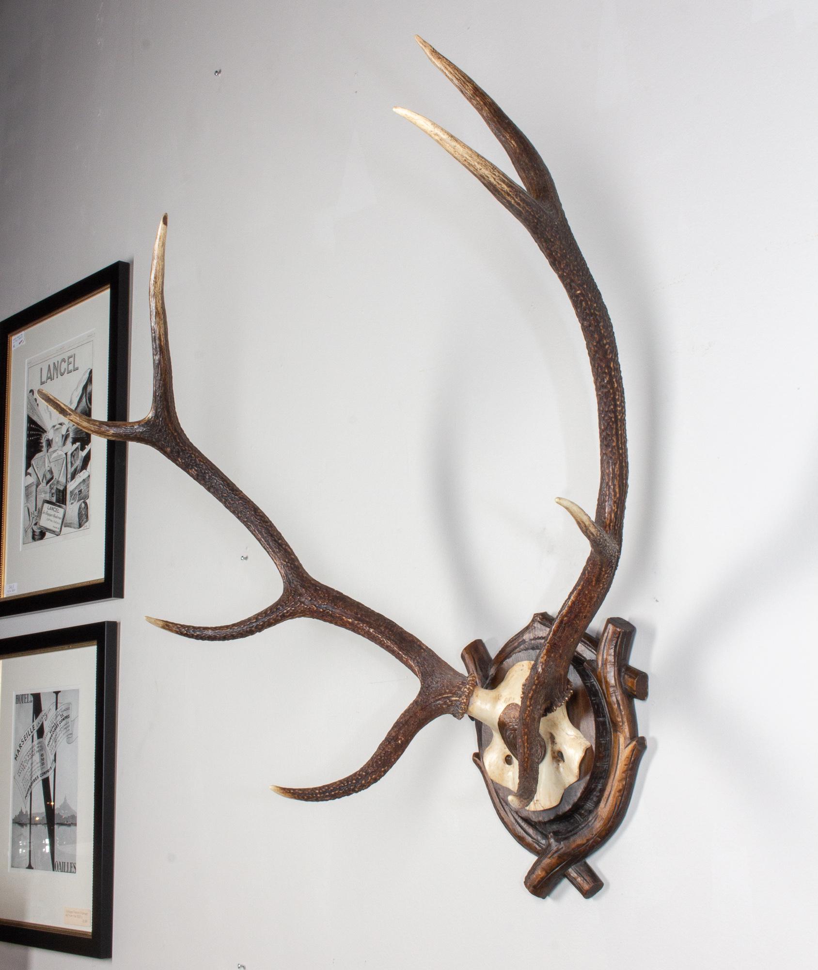 19th Century Antique Habsburg Red Stag Trophy of Emperor Franz Josef from Eckartsau Castle