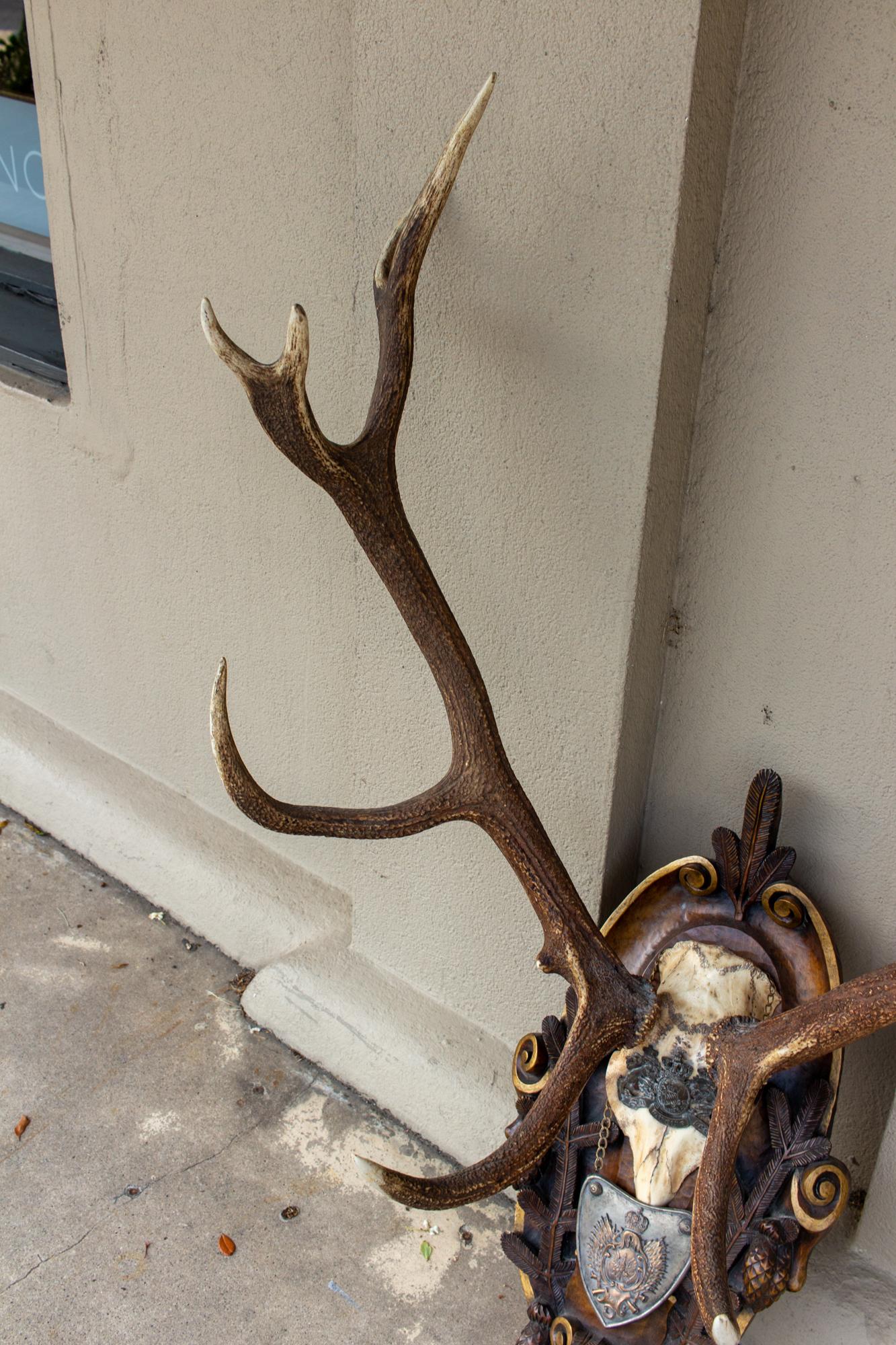 Antique Habsburg Red Stag Trophy on Hand Carved Black Forest Plaque with Gorget 3