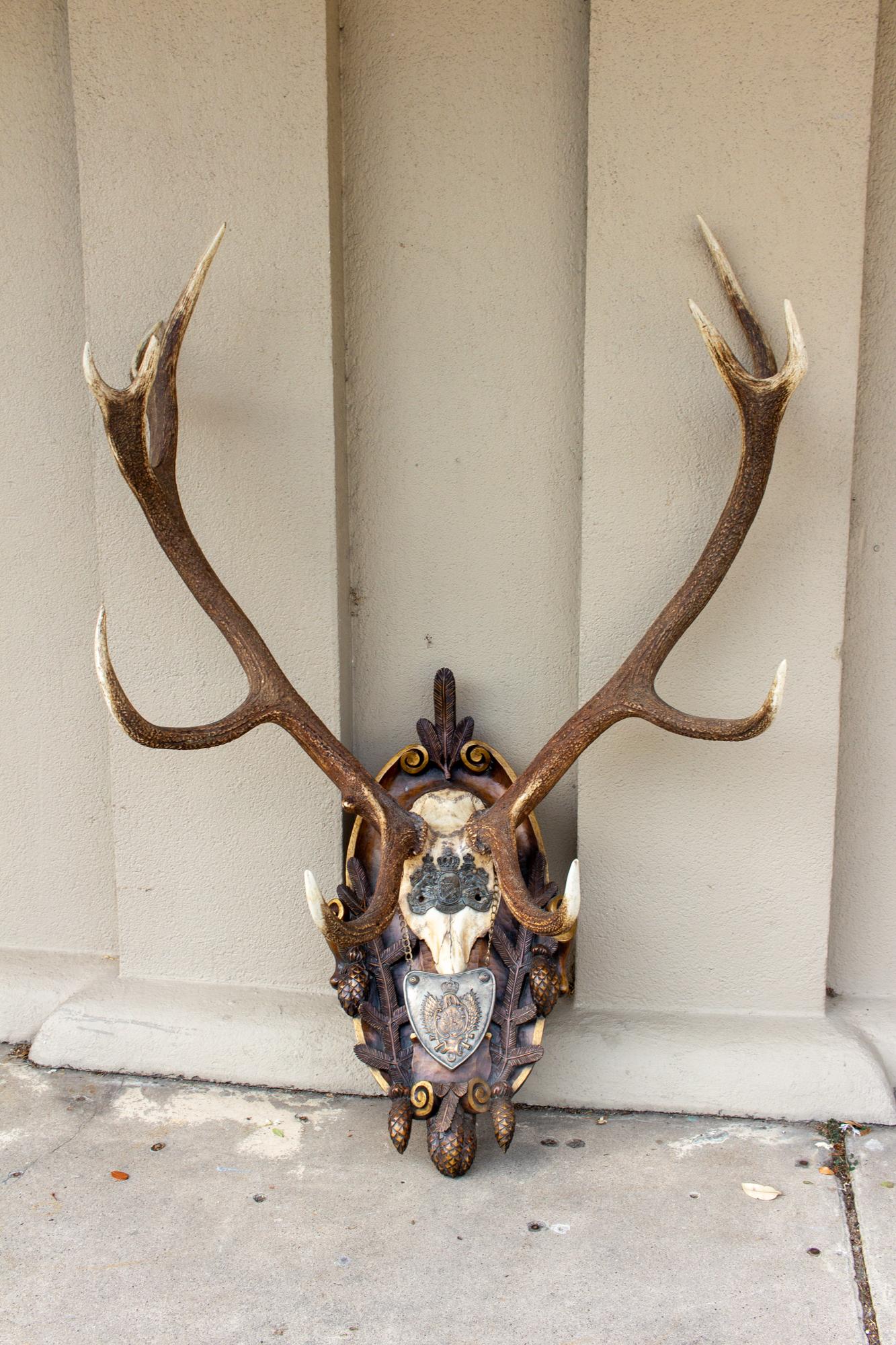 Trophée antique de cerf rouge Habsbourg sur plaque de Forêt Noire sculptée à la main avec gorget 4