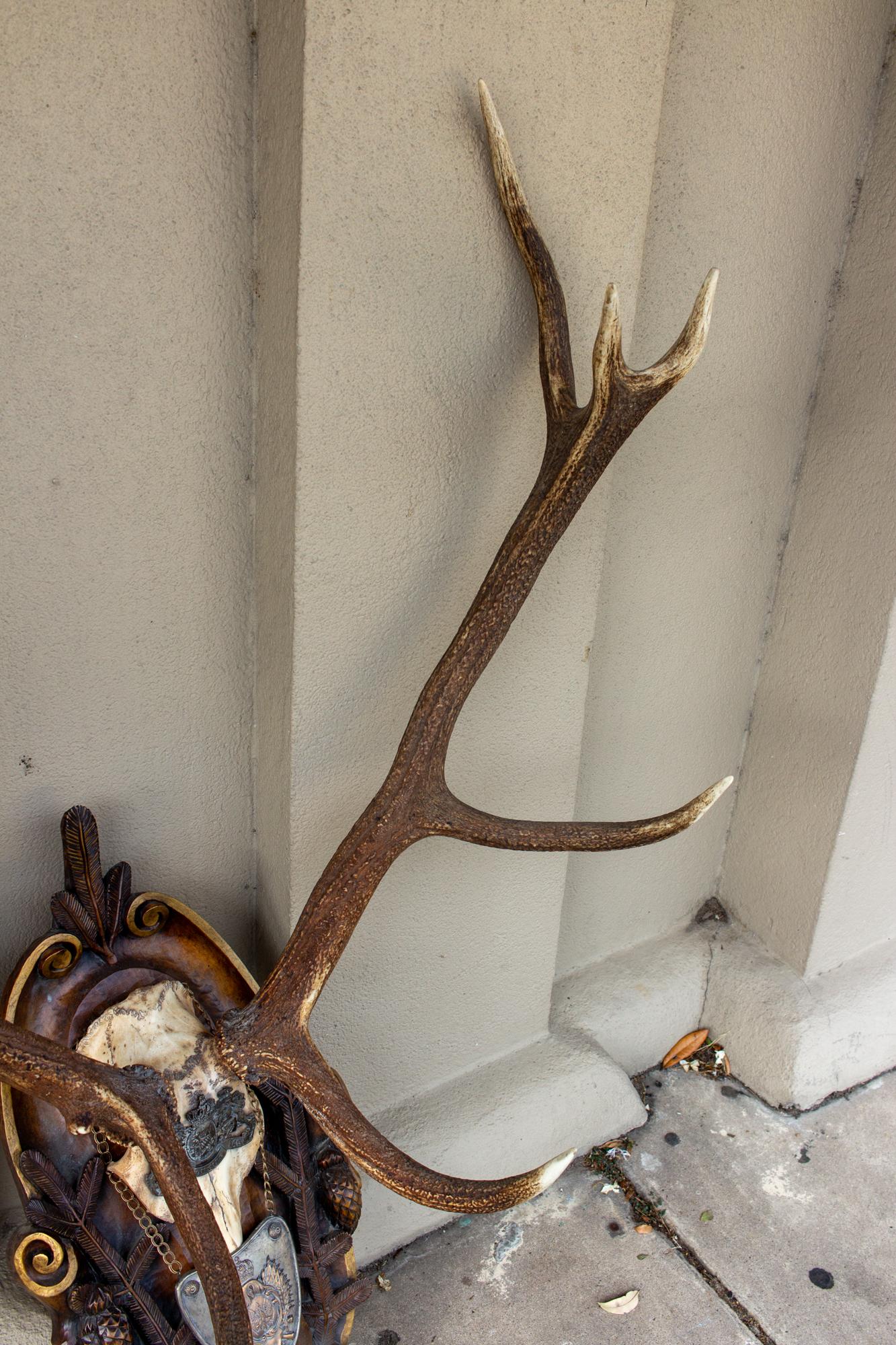 Trophée antique de cerf rouge Habsbourg sur plaque de Forêt Noire sculptée à la main avec gorget 1