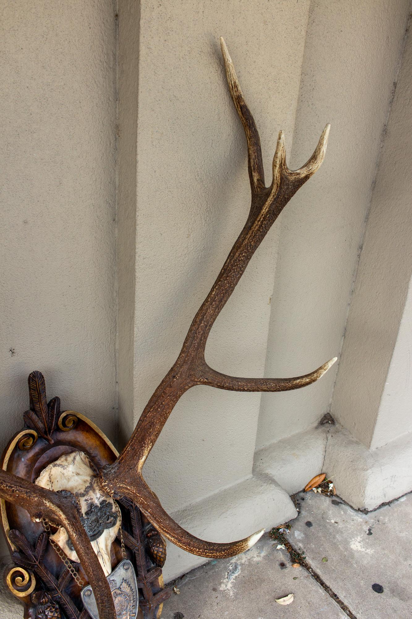 Antique Habsburg Red Stag Trophy on Hand Carved Black Forest Plaque with Gorget 2