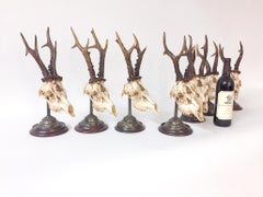Antique Habsburg Roe Trophies of Emperor Franz Josef on Stands