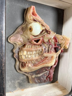 Antique Half Relief Anatomical Model Head in Wax German circa 1900