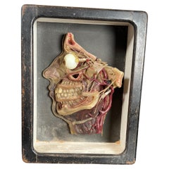 Antique Half Relief Anatomical Model Head in Wax German circa 1900