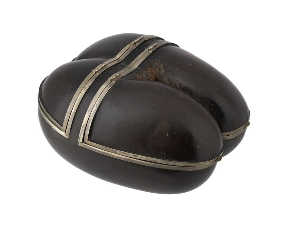 An antique probably English hand carved Coco de Mer nut box adorned with silver plated mounts, showcasing two hinged compartments that open to reveal storage compartments. Sea coconut, coco de mer, or double coconut is endemic to the islands of