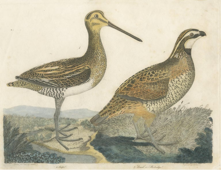 Antique Hand Colored Bird Print of a Snipe and a Quail or Partridge For ...