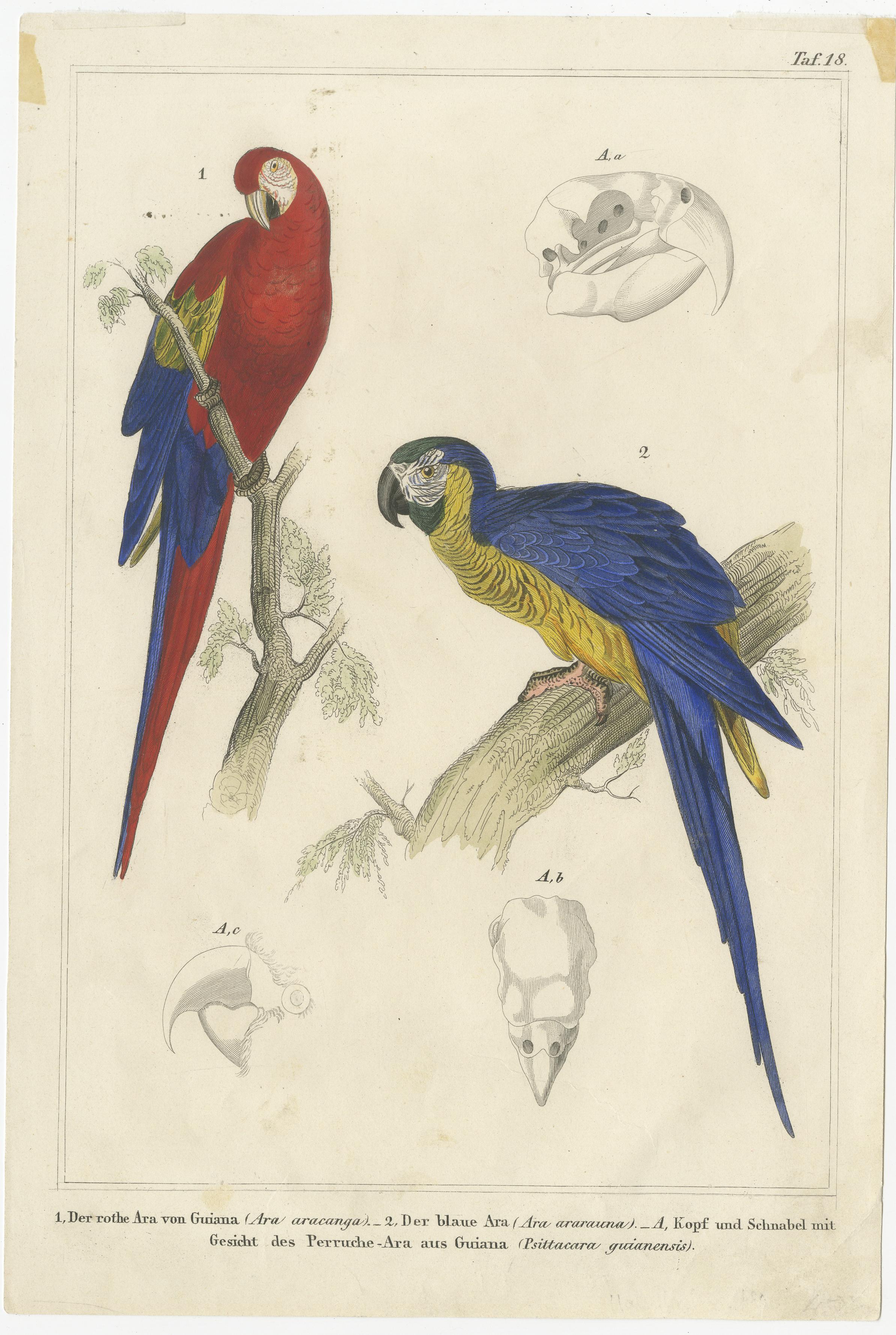 Antique bird print titled 'Der rothe Ara von Guiana (..) Der blaue Ara (..)'. This print originates from 'Naturgeschichte der Vögel (..)' by Dr. A. B. Reichenbach. Published 1855. 

This illustration showcases two species of macaws alongside