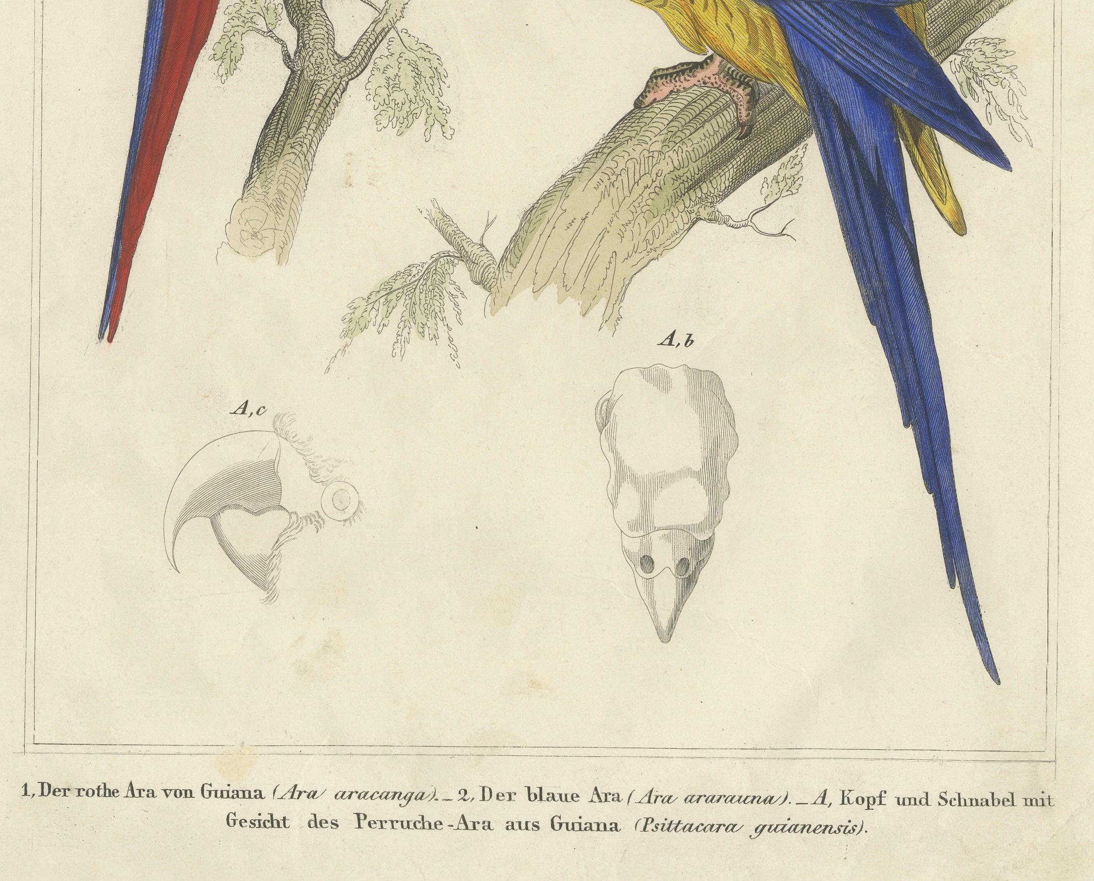 Antique Hand-Colored Bird Print of Macaws of Guiana - a Red and Blue Macaw, 1855 In Fair Condition For Sale In Langweer, NL