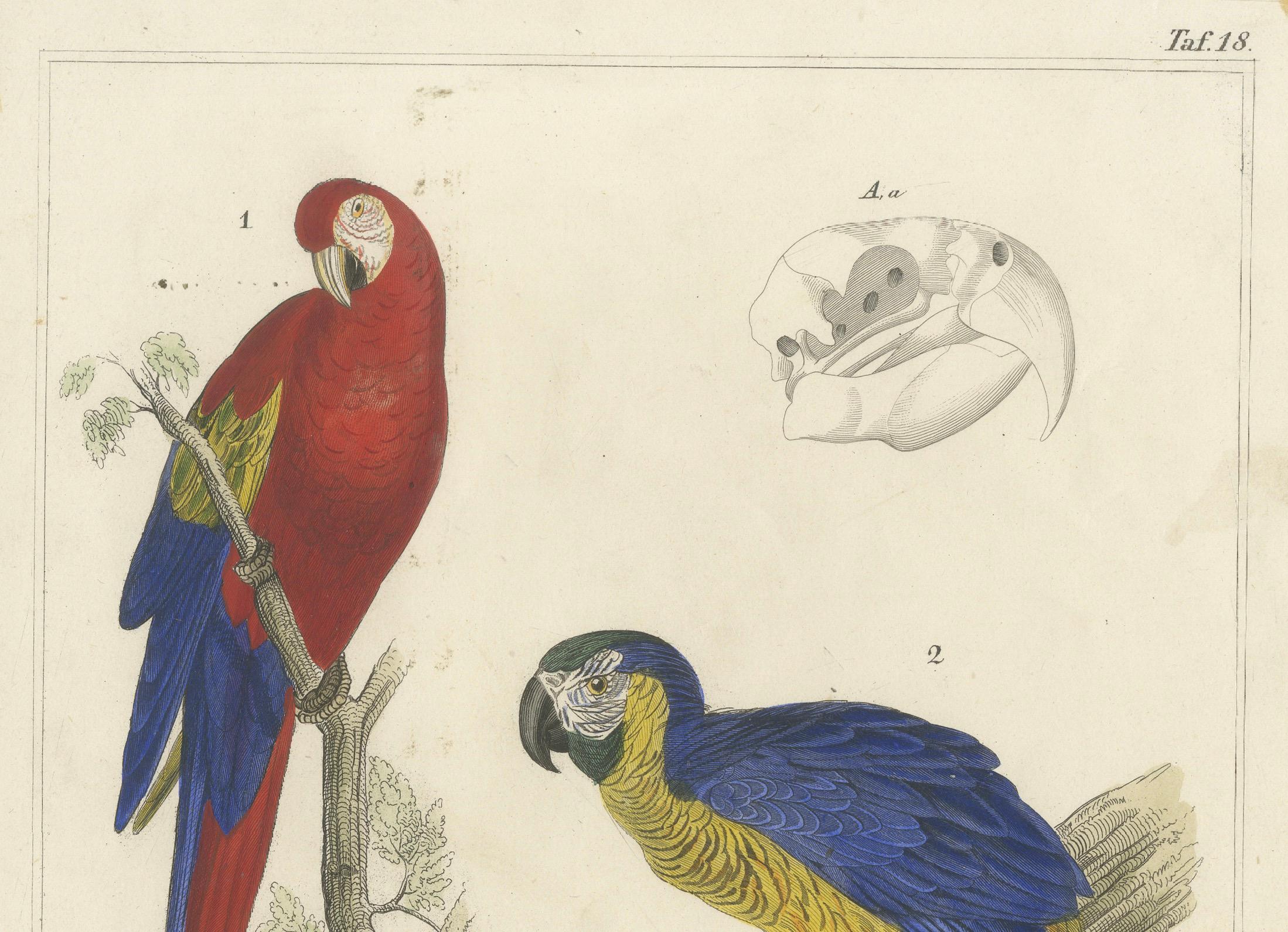 19th Century Antique Hand-Colored Bird Print of Macaws of Guiana - a Red and Blue Macaw, 1855 For Sale