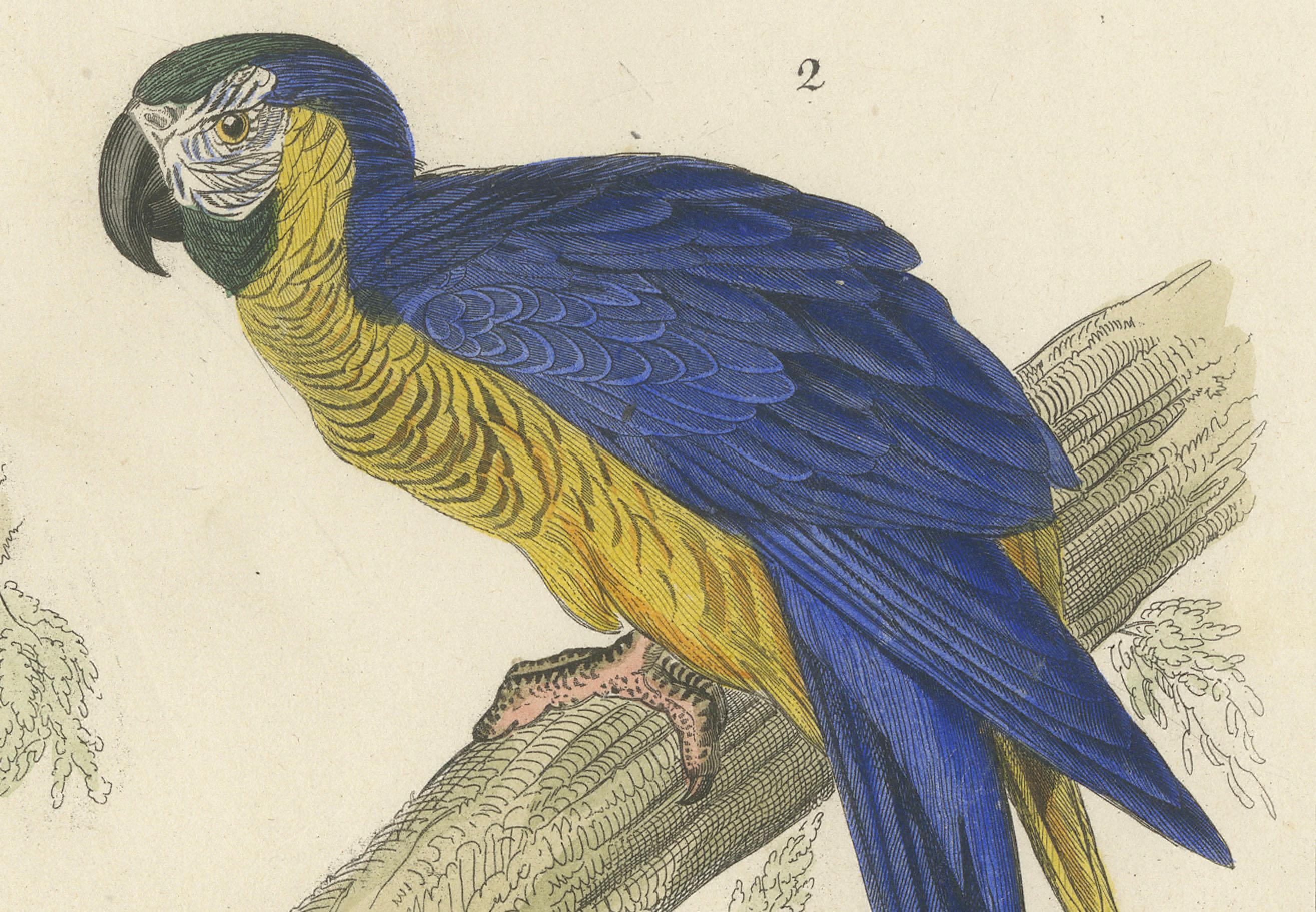 Paper Antique Hand-Colored Bird Print of Macaws of Guiana - a Red and Blue Macaw, 1855 For Sale