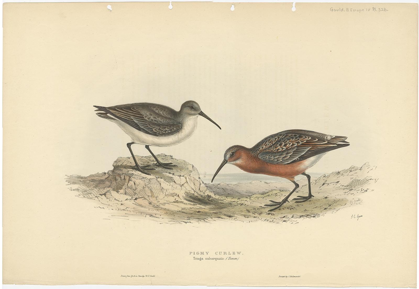 Antique bird print titled 'Pigmy Curlew'. Old bird print depicting the pygmy curlew. This print originates from 'Birds of Europe' by J. Gould (1832-1837). 

Artists and Engravers: John Gould (1804 - 1881) was an English ornithologist and bird