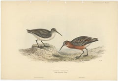 Antiker handkolorierter Vogeldruck des Pygmy Curlew von Gould, 1832
