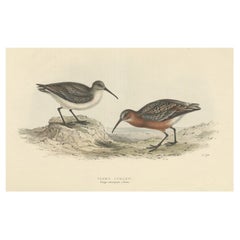 Grabado antiguo coloreado a mano del zarapito pigmeo por Gould, 1832