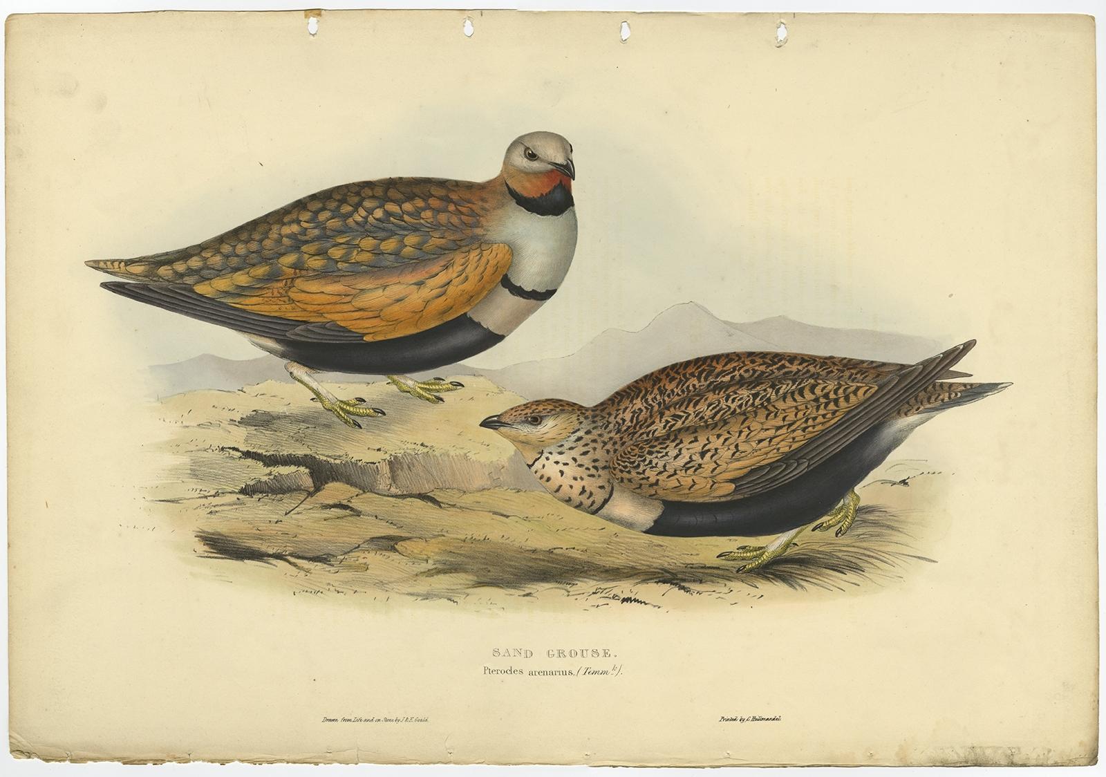 Description: Antique bird print titled 'Sand Grouse (Pterocles arenarius).' 

This plate shows the Sandgrouse. These birds from the Pteroclididae family are expertly hand-colored. John Gould: 