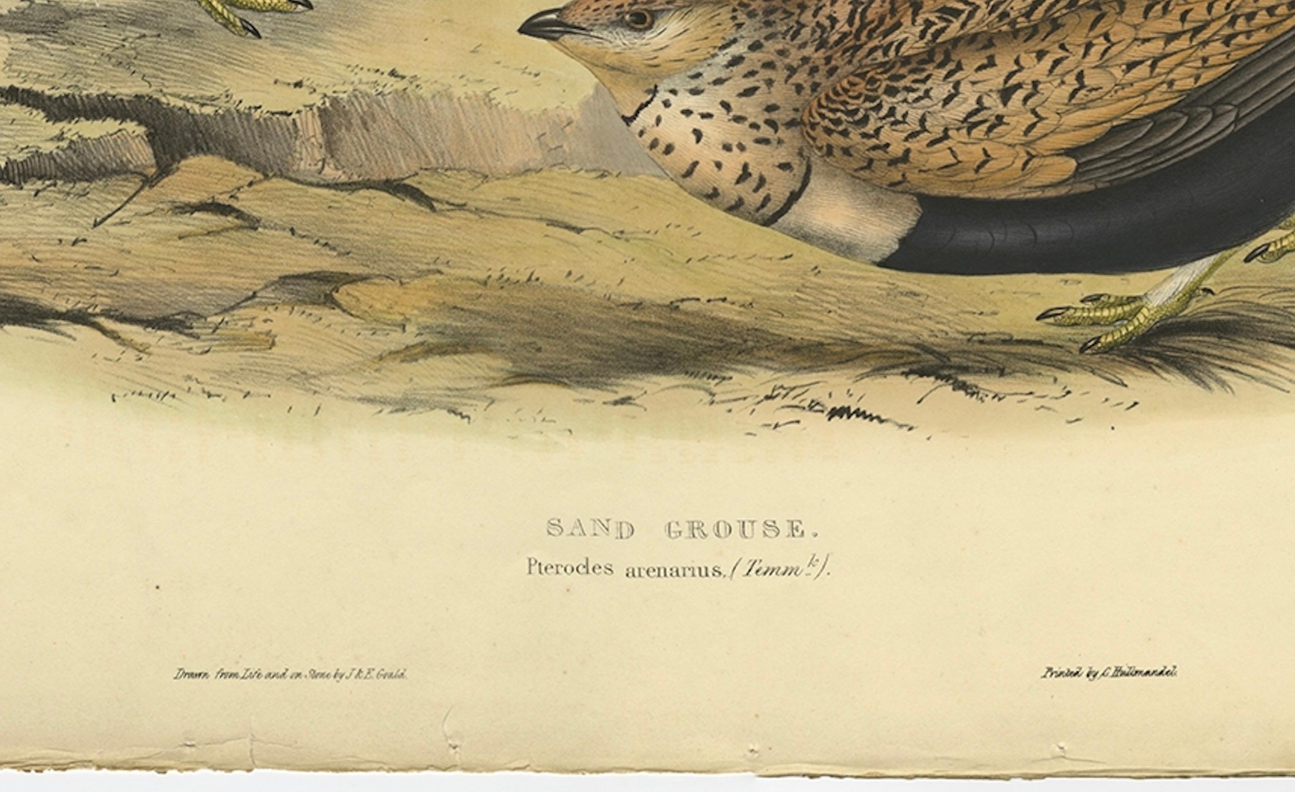 Antiker handkolorierter Vogeldruck der Sandgrouse von Gould, 1832 (Mittleres 19. Jahrhundert) im Angebot