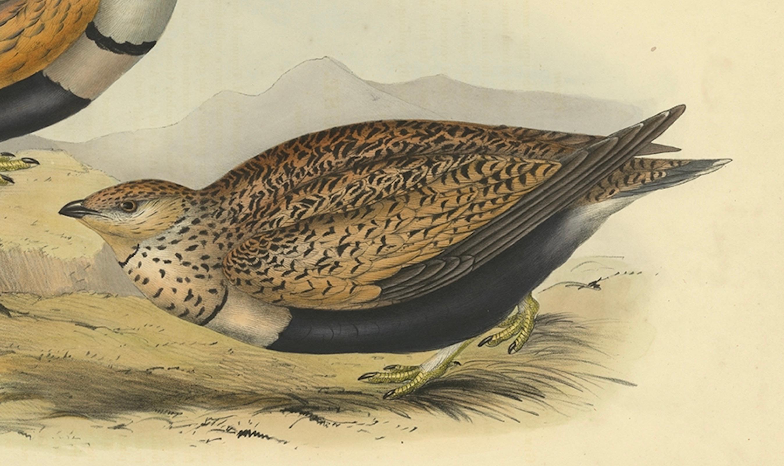 Antiker handkolorierter Vogeldruck der Sandgrouse von Gould, 1832 (Papier) im Angebot