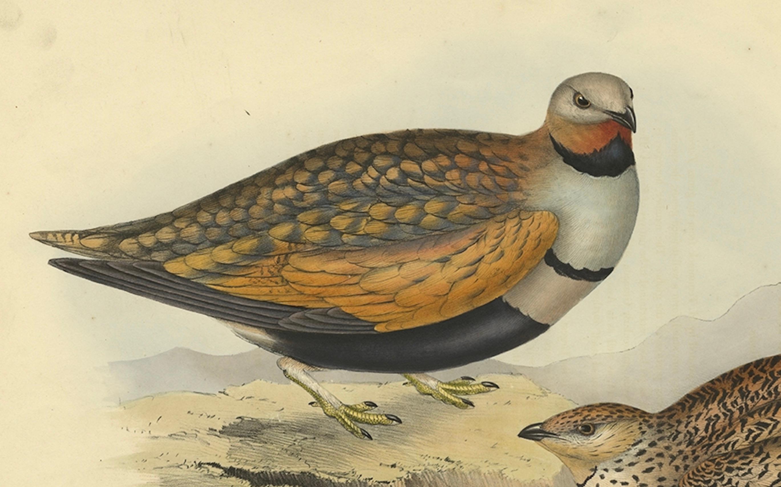 Antiker handkolorierter Vogeldruck der Sandgrouse von Gould, 1832 im Angebot 1