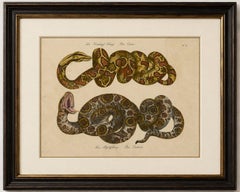 Antique Hand-Colored Boa Constrictor Snake Lithograph by Brodtmann, 1816