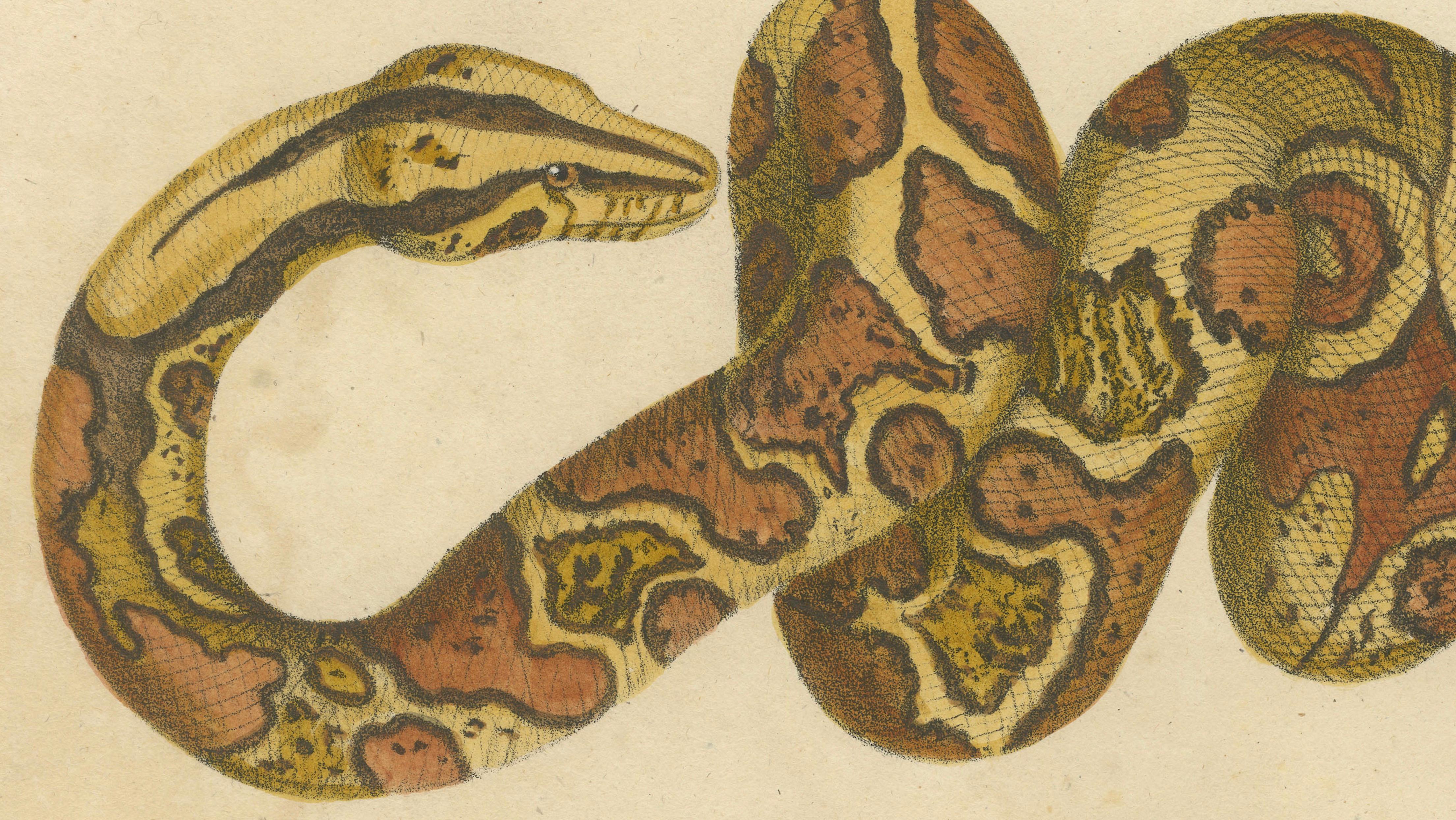 Antique Hand-Colored Boa Constrictor Snake Lithograph by Brodtmann, 1816