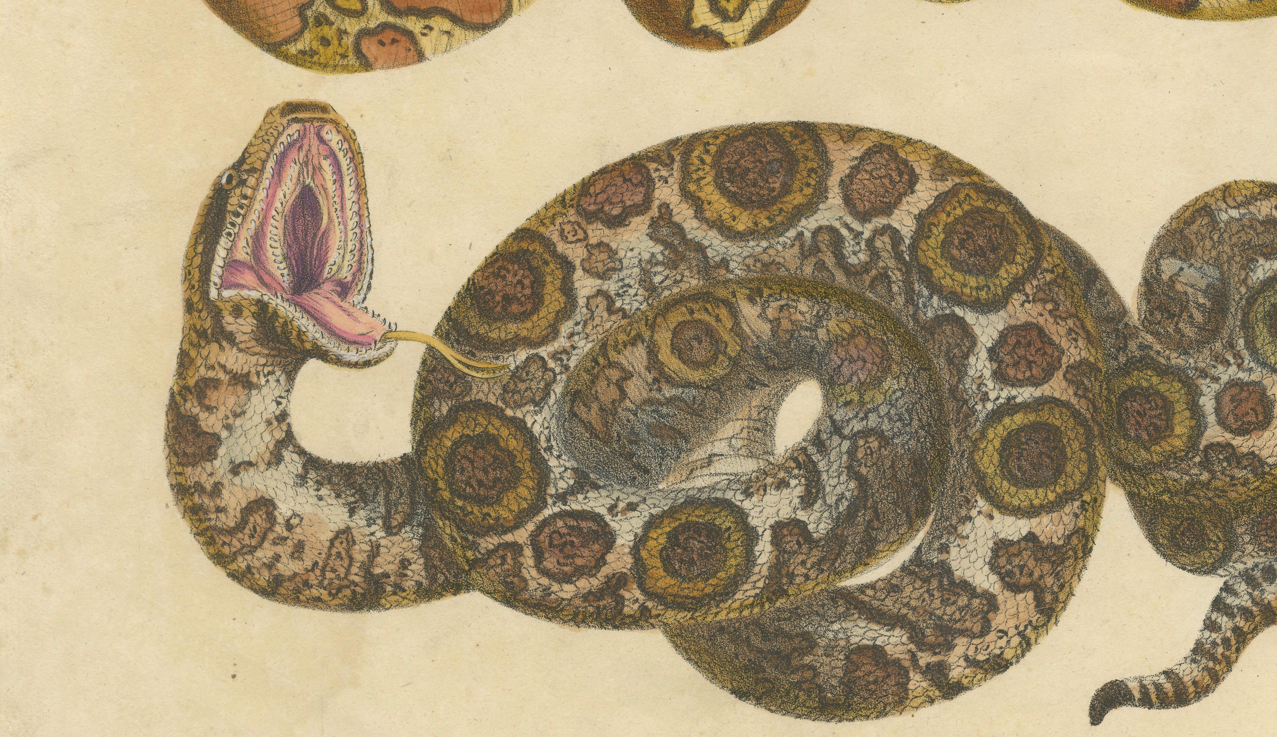 Antique Hand-Colored Boa Constrictor Snake Lithograph by Brodtmann, 1816