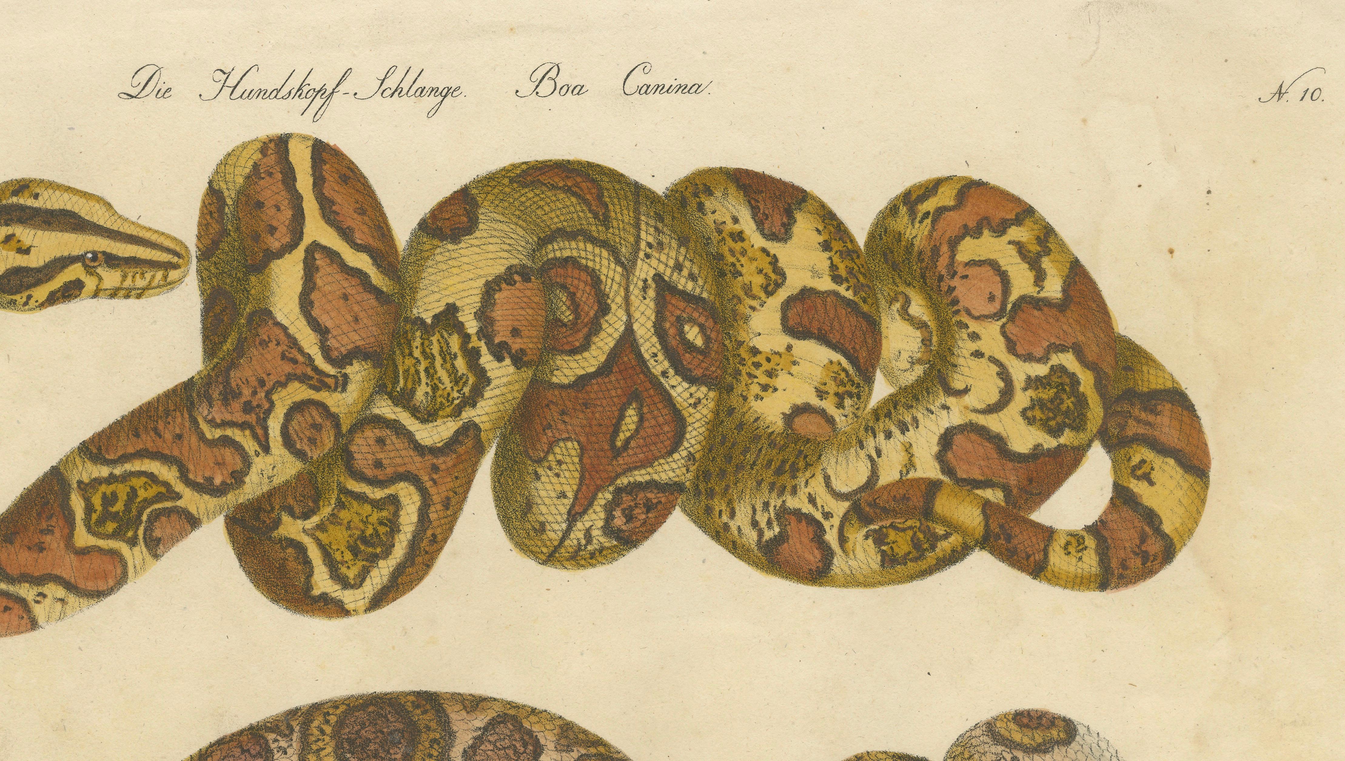 Antique Hand-Colored Boa Constrictor Snake Lithograph by Brodtmann, 1816
