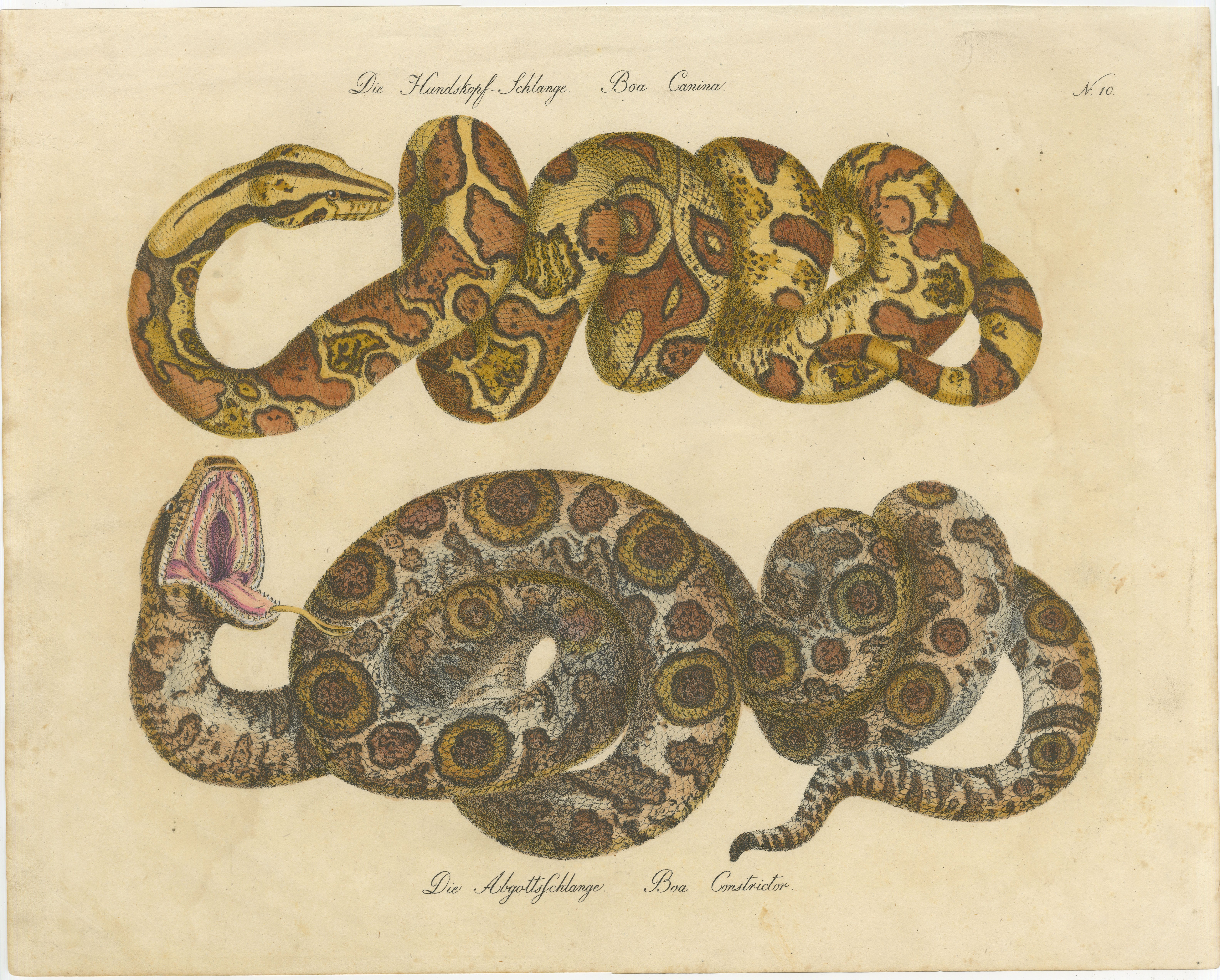 Antique Hand-Colored Boa Constrictor Snake Lithograph by Brodtmann, 1816