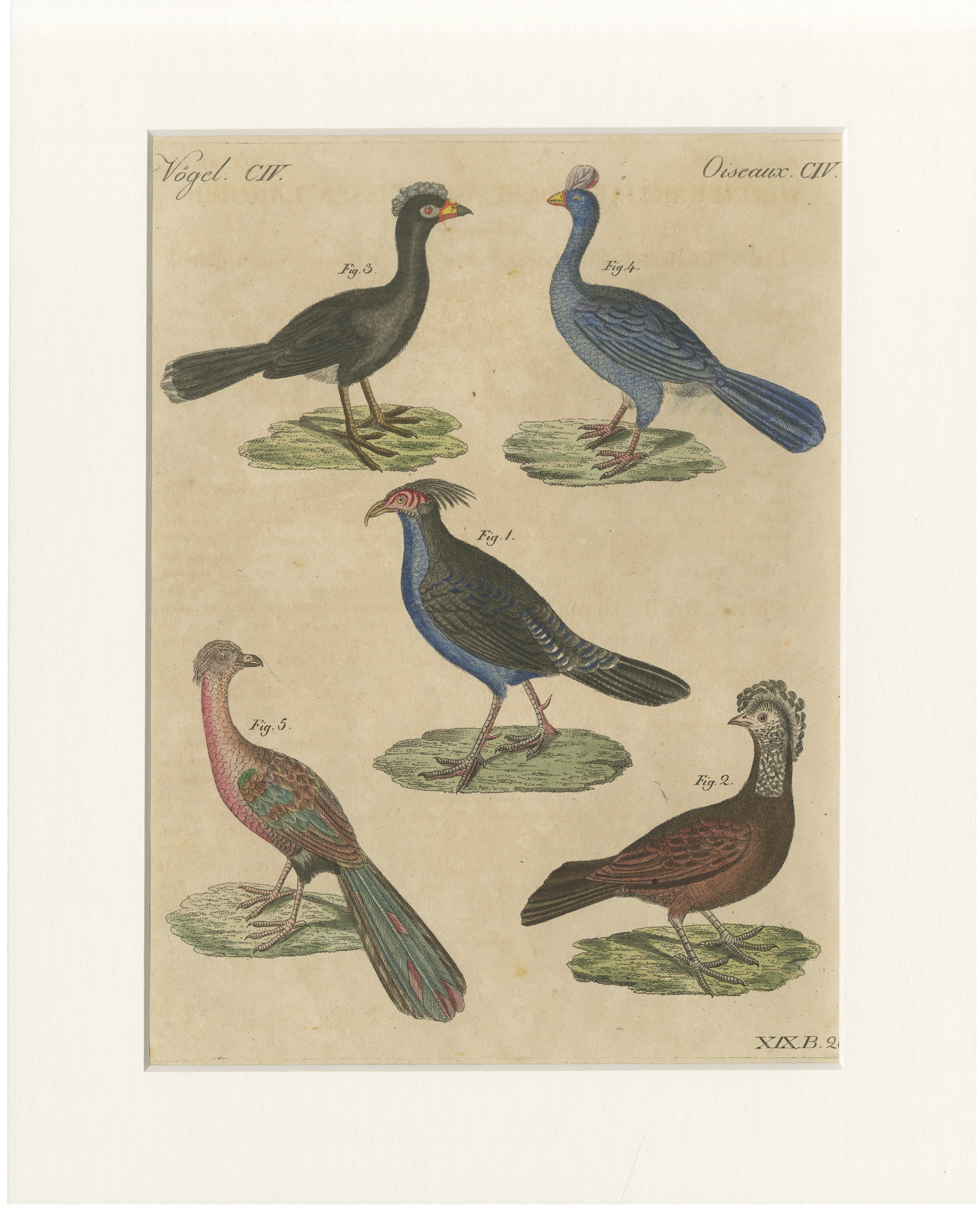 Incisione antica colorata a mano raffigurante uccelli con cresta – Bertuch, 1800 circa