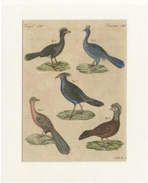 Antique Hand-Colored Crested Birds Engraving – Bertuch, c. 1800