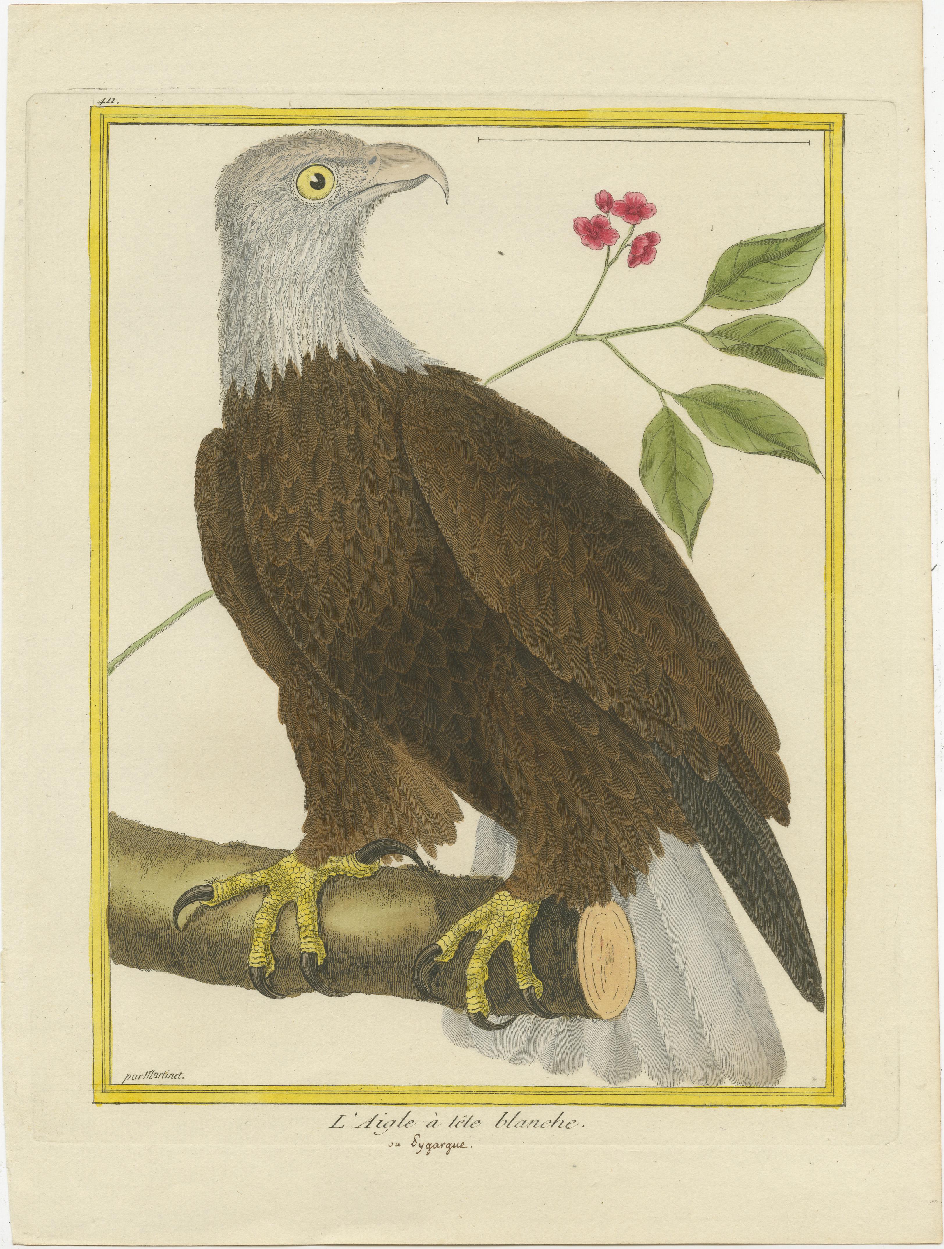 Antique print titled 'L'Aigle à tête blanche'. Hand colored engraving of a bald eagle, a bird of prey found in North America. 

This print originates from 'Histoire Naturelle des Oiseaux' by Francois Nicolas Martinet, one of France’s foremost bird