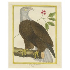 Antique Hand Colored Engraving of a Bald Eagle
