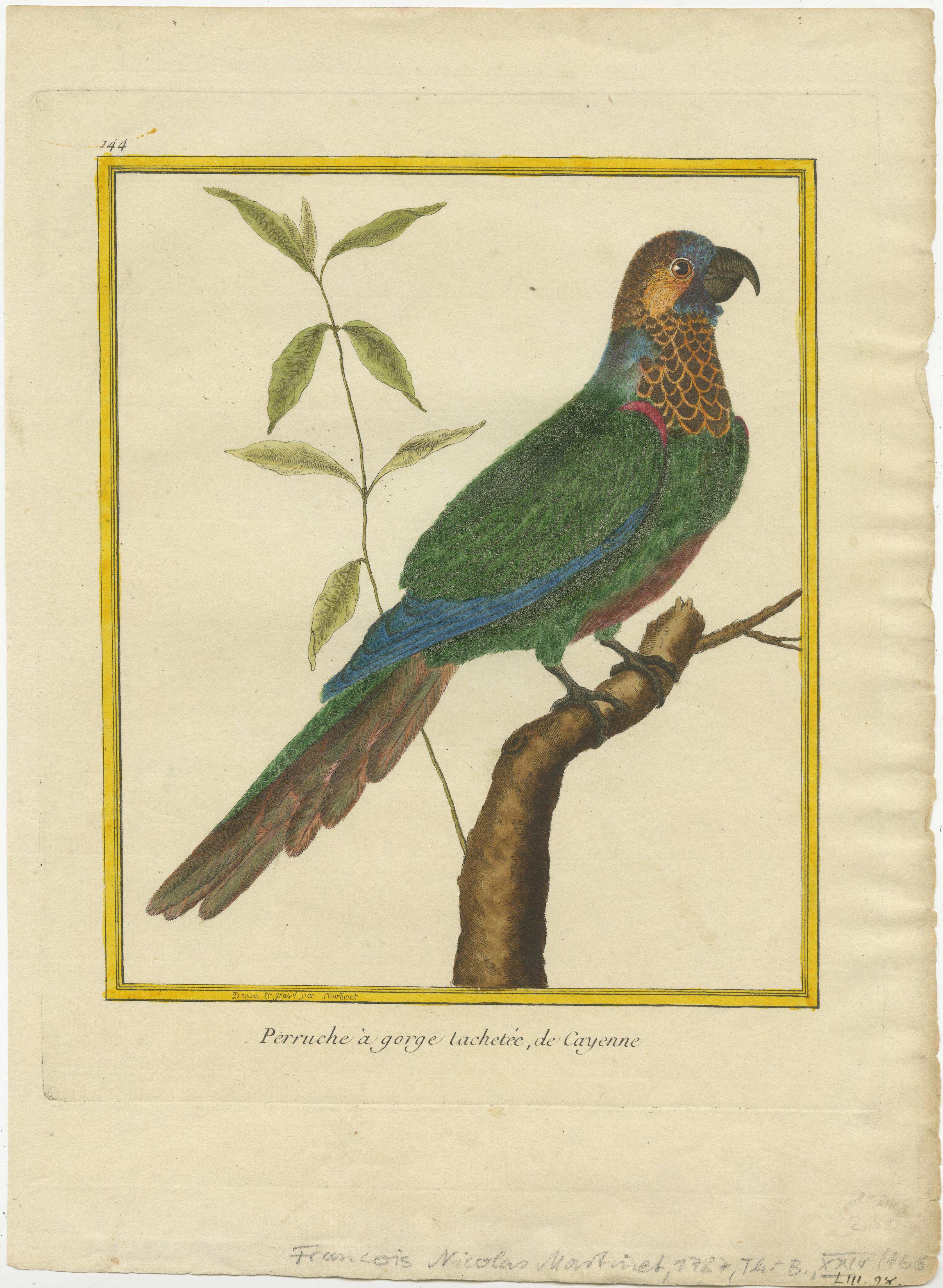 Antique print titled 'Perruche à gorge tachetée de Cayenne'. Hand colored engraving of a brown-throated parakeet (Eupsittula pertinax), also known as the prikichi, St. Thomas conure or the brown-throated conure, in aviculture, is a species of parrot