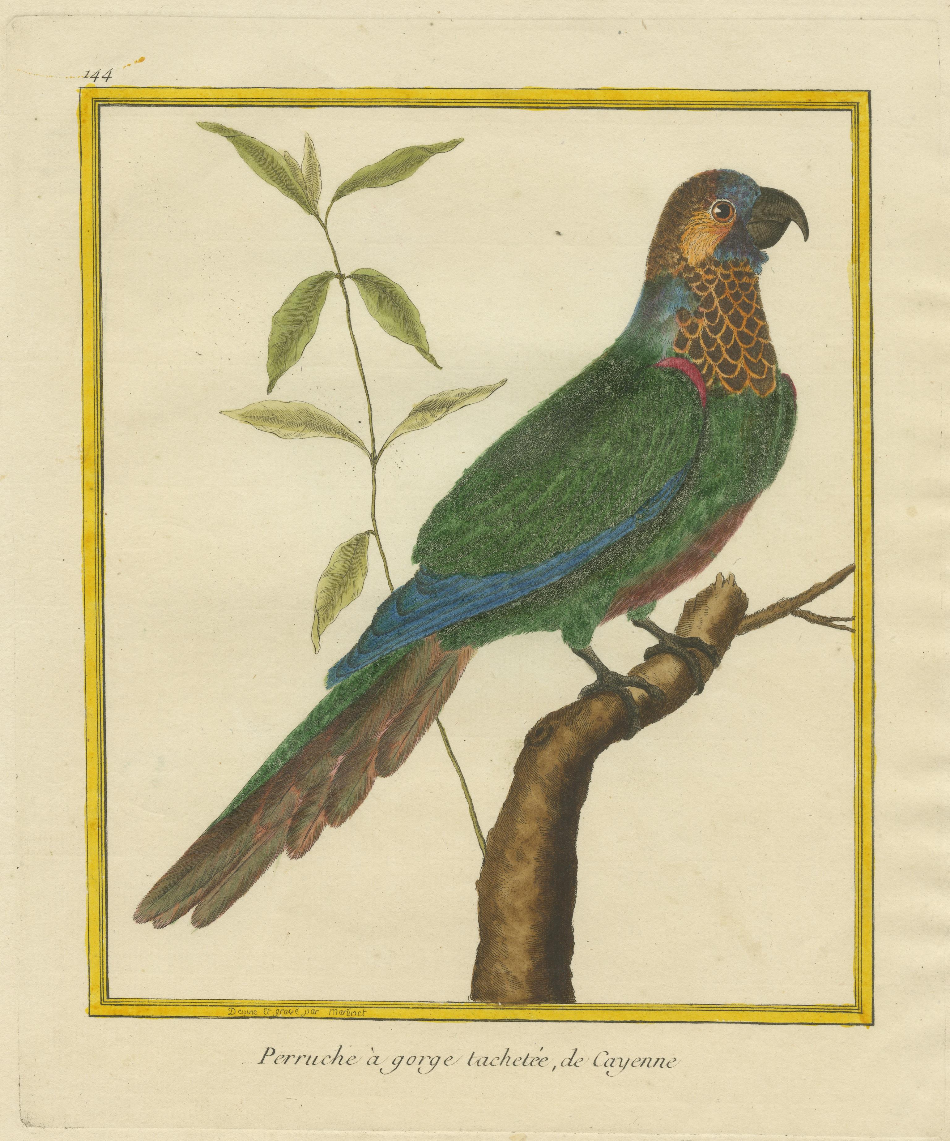 Antique Hand Colored Engraving of a Brown-Throated Parakeet In Good Condition In Langweer, NL