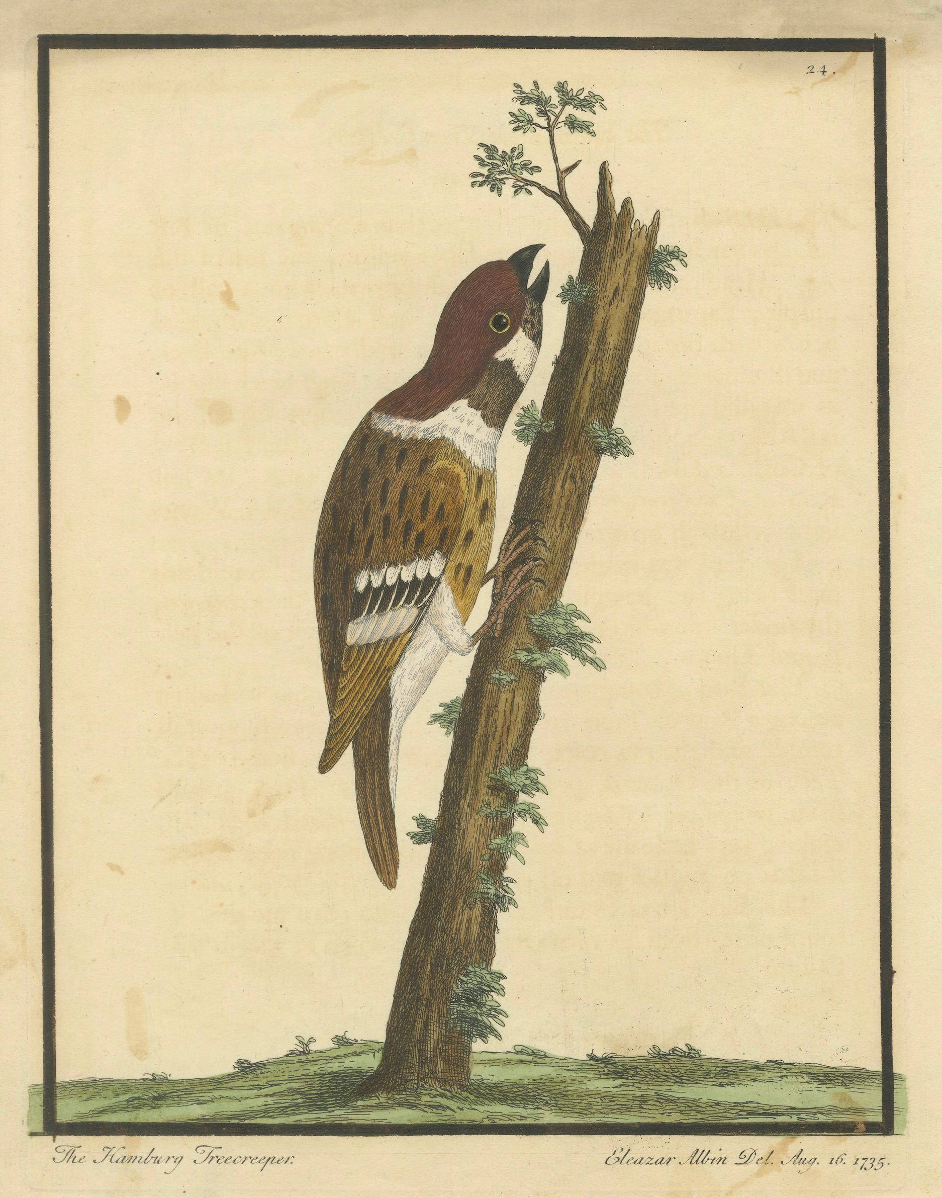 Antique Hand-Colored Engraving of The Hamburgh Treecreeper by Eleazar Albin, 1735

Description:
This detailed antique hand-colored engraving depicts The Hamburgh Treecreeper, drawn and engraved by Eleazar Albin, dated August 16, 1735. The image