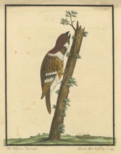 Antique Hand-Colored Engraving of A Hamburgh Treecreeper by Eleazar Albin, 1735